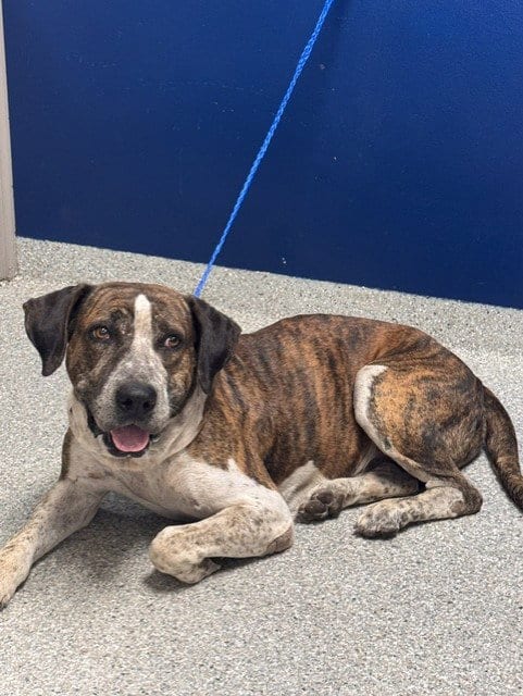 Photo of Scooby, adoptable American Pit Bull Terrier in Pasadena, Texas