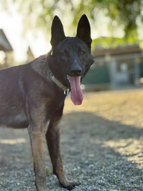 Photo of Champ, adoptable Dutch Shepherd in Lompoc, California