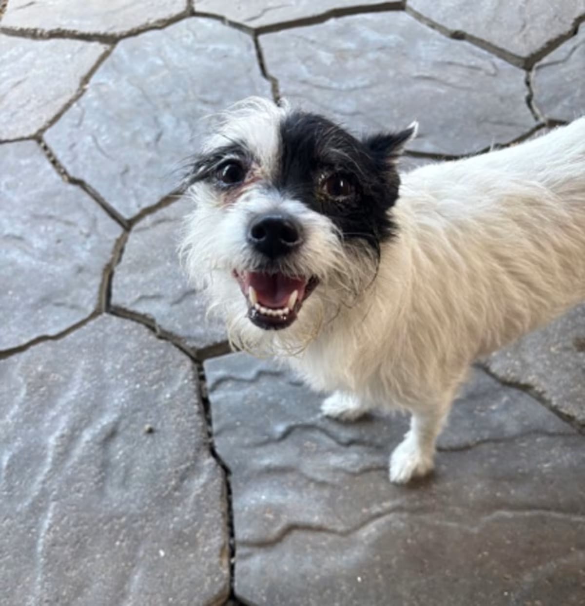 Photo of DeVille, adoptable Shih Tzu in New Orleans, Louisiana