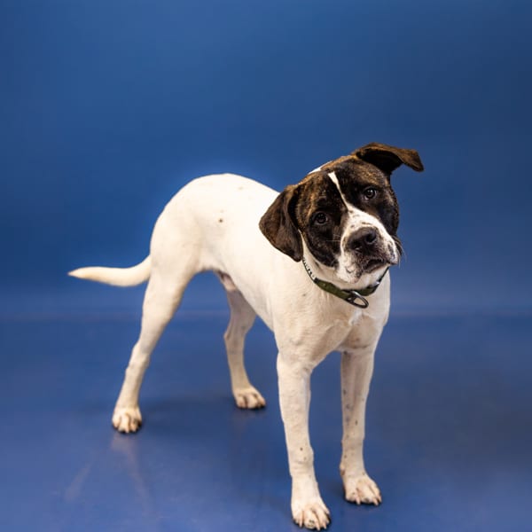 Photo of Dino, adoptable Pit Bull cross in Lawrenceville, Georgia
