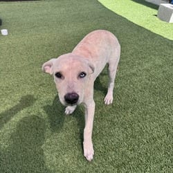 Photo of White Water 1562, adoptable Mixed Breed (Medium) in Loxahatchee, Florida