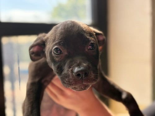 Photo of AJ, adoptable Pit Bull Terrier in Tulsa, Oklahoma