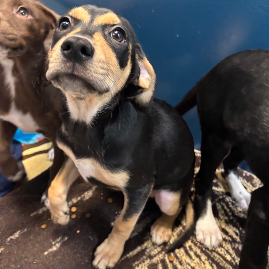 Photo of Spatula, adoptable Mixed Breed (Medium) in Dayton, Ohio