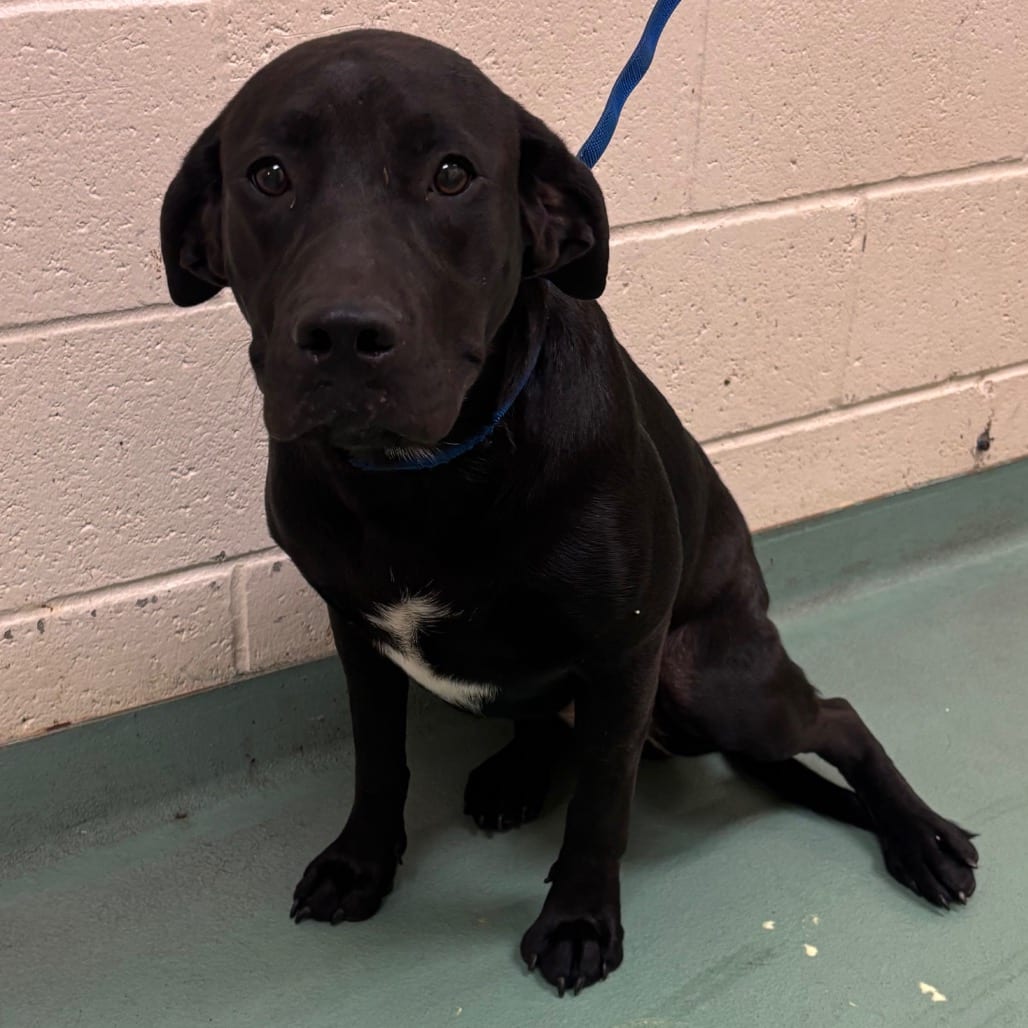 Photo of Buntes, adoptable dog