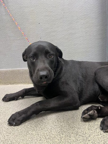 Photo of Pawliver, adoptable Labrador Retriever in Las Vegas, Nevada