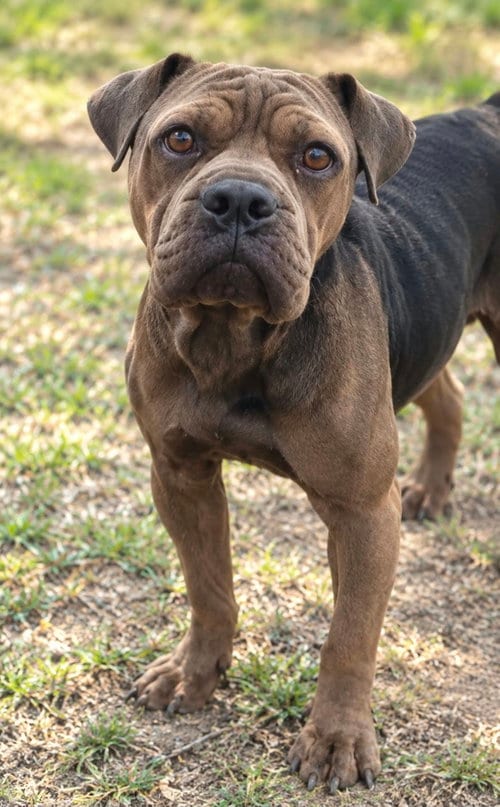 Photo of Peppercorn Gravy, adoptable American Pit Bull Terrier in Robbinsdale, Minnesota