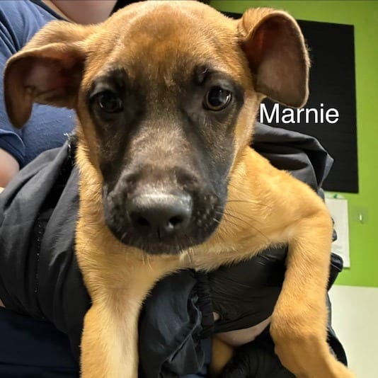 Photo of Marnie, adoptable Mixed Breed (Medium)