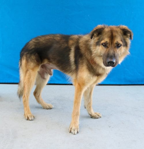 Photo of Oso, adoptable German Shepherd Dog in Pasadena, California