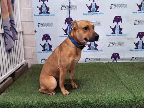 Photo of Bim, adoptable Labrador Retriever in Orlando, Florida