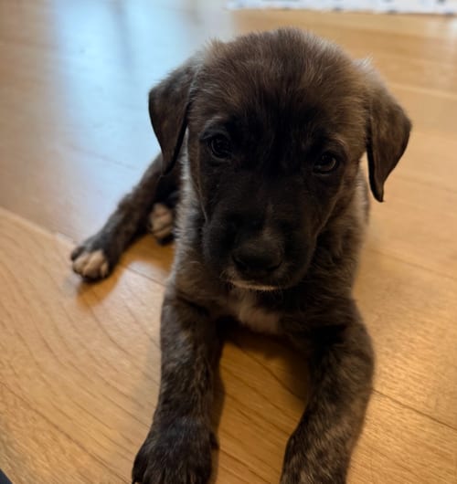 Photo of Scarr, adoptable Flat-coated Retriever in Brooklyn, New York