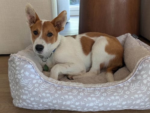 Photo of Lotus, adoptable Australian Cattle Dog/Blue Heeler in Paso Robles, California