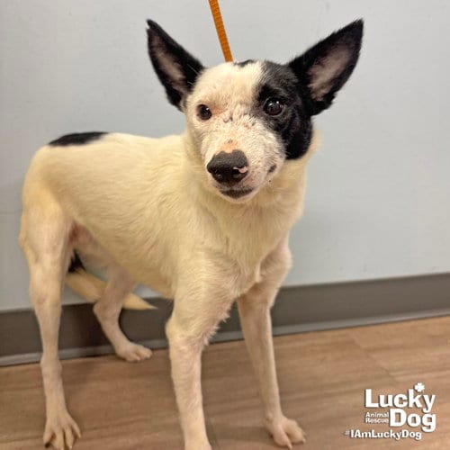 Photo of Willowy, adoptable Jack Russell Terrier in Washington, District of Columbia