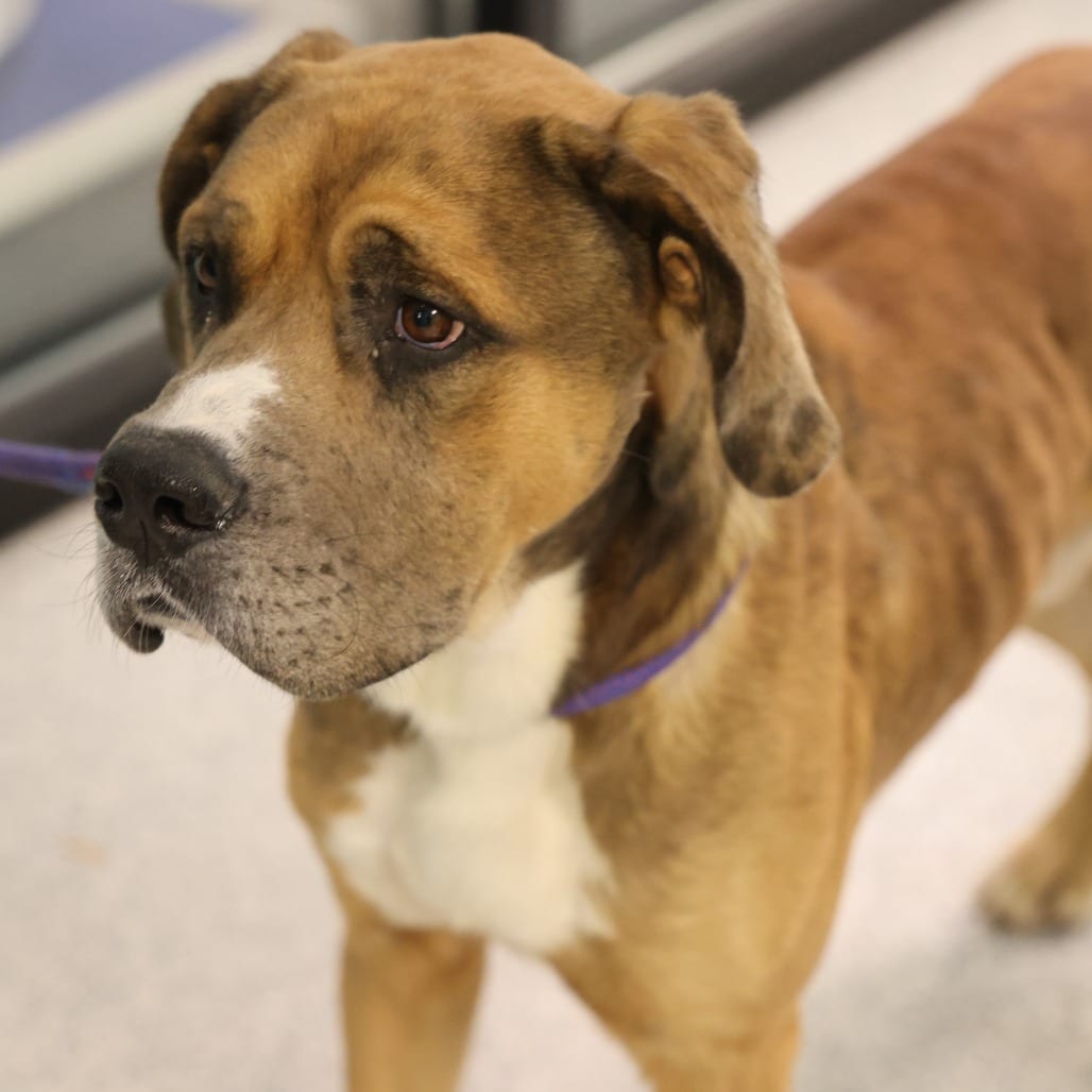 Photo of Filbert, adoptable Mastiff / Mix in Spartanburg, South Carolina