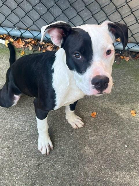 Photo of Kennedy, adoptable American Pit Bull Terrier in Chicago, Illinois