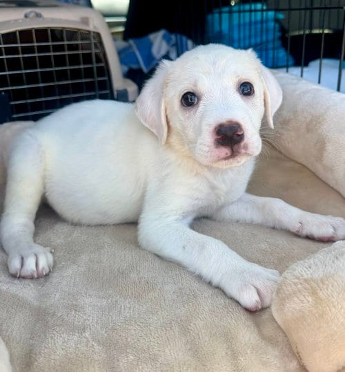Photo of Ducky, adoptable Labrador Retriever in Marina Del Rey, California