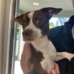 Photo of Chi, adoptable Mutt in Ringgold, Georgia
