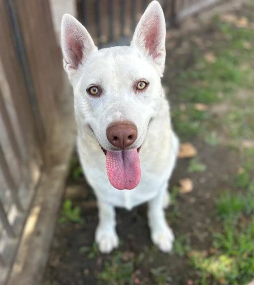 Photo of Ash, adoptable German Shepherd Dog in Riverside, California