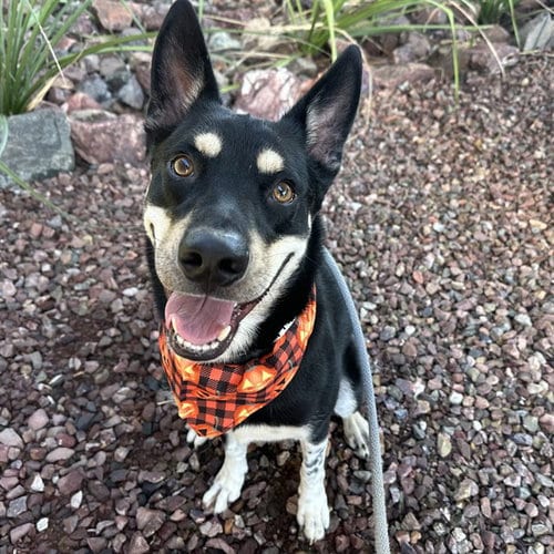 Photo of Cowboy, adoptable Husky in Mesa, Arizona