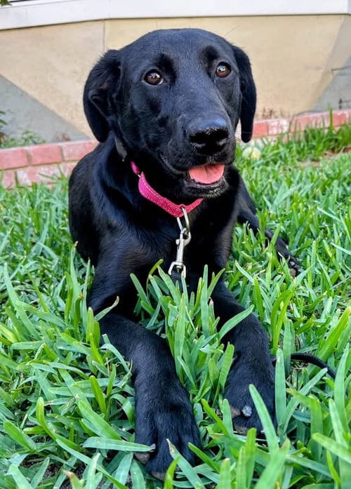 Photo of Anabelle, adoptable Labrador Retriever in San Diego, California