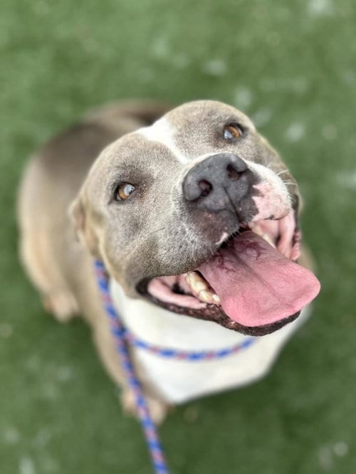 Photo of Sapphire Roper, adoptable Staffordshire Bull Terrier in Texas City, Texas