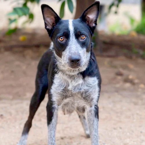 Photo of Zara, adoptable Australian Cattle Dog/Blue Heeler in San Juan Capistrano, California