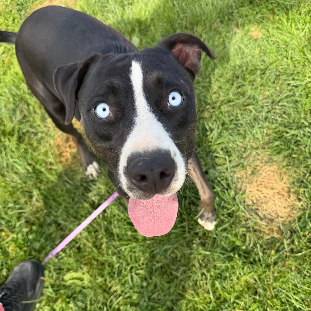 Photo of Bluey, adoptable Mixed Breed (Medium) / Terrier, Pit Bull in Riverwoods, Illinois