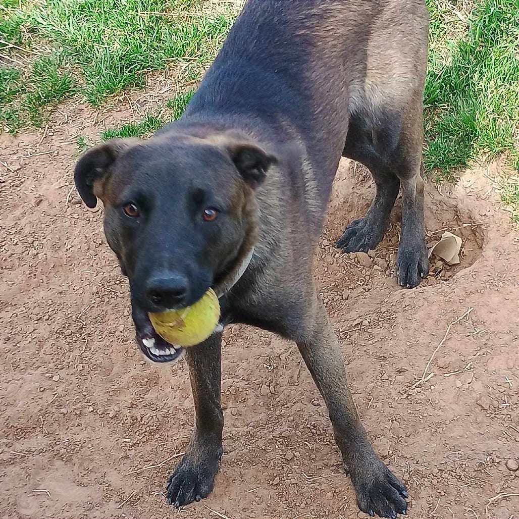 Photo of Oakley, adoptable Mixed Breed (Medium) / Retriever, Labrador in Weatherford, Texas