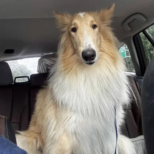 Photo of Archie, adoptable Collie in Dublin, Ohio