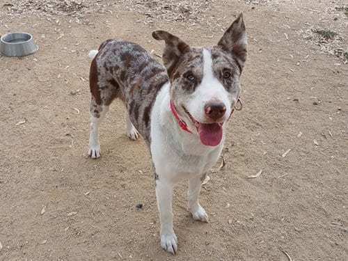 Photo of Duke, adoptable Bull Terrier in Martinez, California