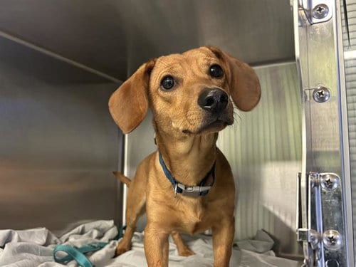 Photo of Dan, adoptable Dachshund in Grand Prairie, Texas