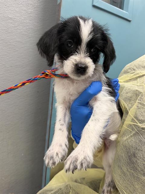 Photo of Lucy, adoptable Terrier in Las Vegas, Nevada