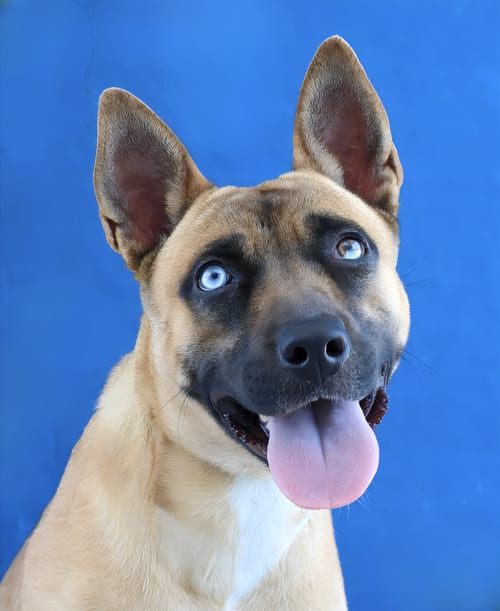 Photo of Emerald, adoptable German Shepherd Dog in Pasadena, California