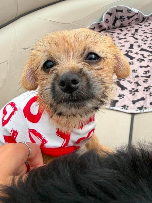 Photo of Olive, adoptable Terrier in Grafton, Wisconsin