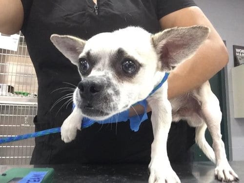 Photo of Algodon, adoptable Chihuahua in Thousand Palms, California