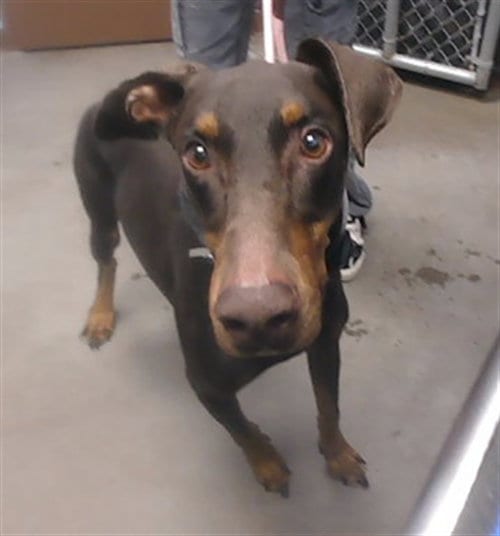 Photo of Brownie, adoptable Doberman Pinscher in Phoenix, Arizona