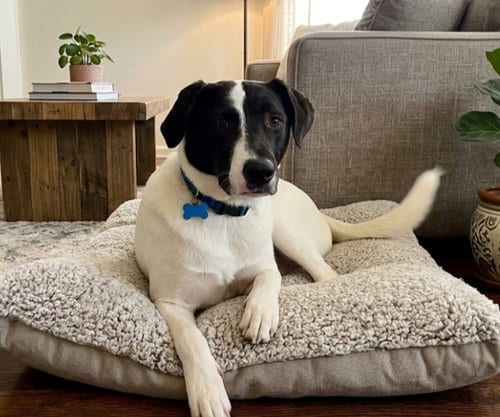Photo of Stevie Bartow, adoptable Hound in Roswell, Georgia