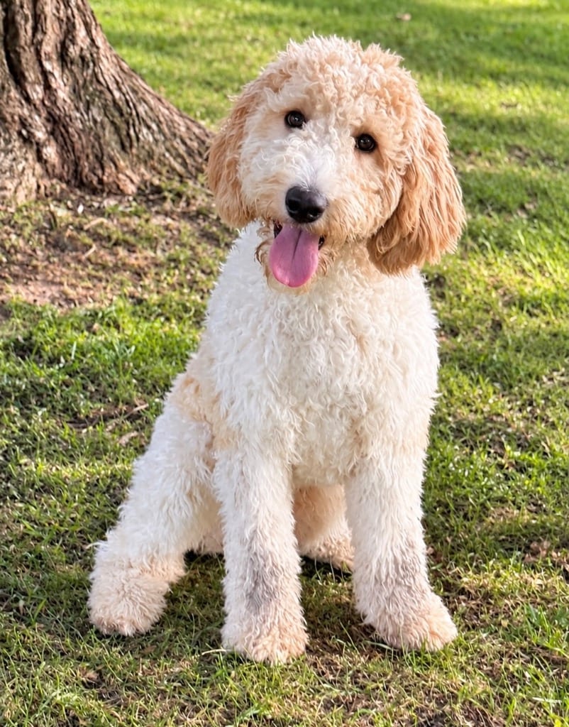 Photo of Kookie, adoptable Golden Retriever in West Bloomfield, Michigan