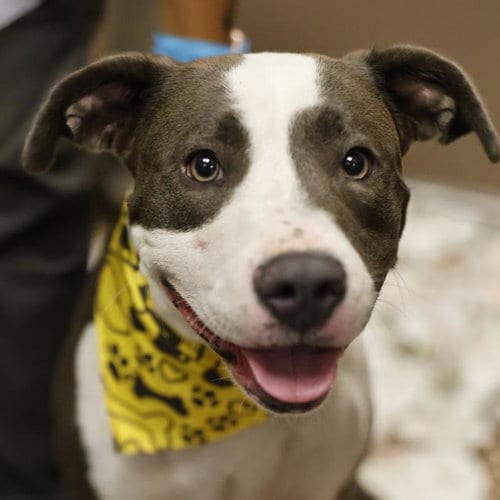Photo of Missie, adoptable American Staffordshire Terrier in San Antonio, Texas