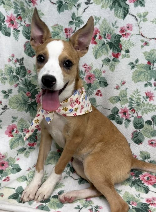Photo of Daisy, adoptable Terrier in Wetumpka, Alabama