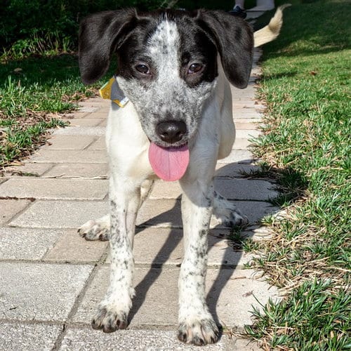 Photo of Snow White, adoptable Basset Hound in St Louis, Missouri