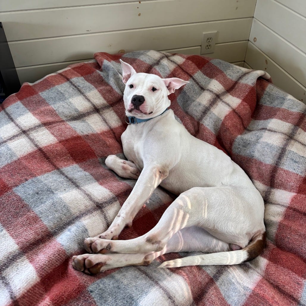 Photo of Kokomo, adoptable Terrier, American Pit Bull in Birdsboro, Pennsylvania