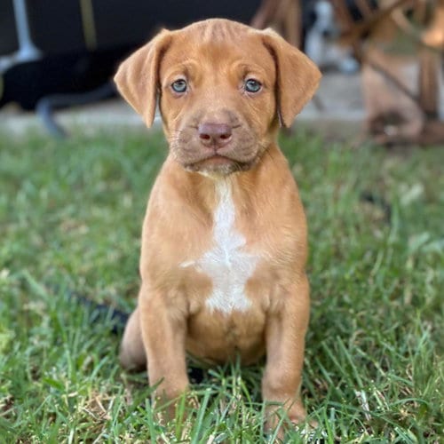Photo of Fiji Pup - Bula, adoptable Spaniel in San Diego, California