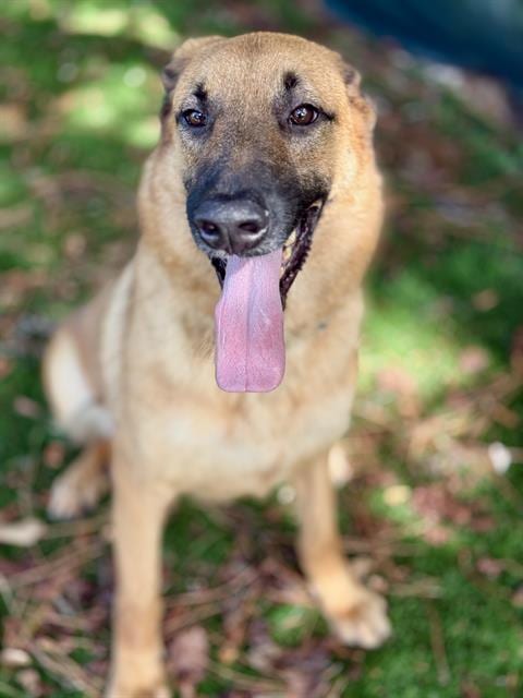 Photo of Pig Pen, adoptable German Shepherd Dog in Fort Walton Beach, Florida