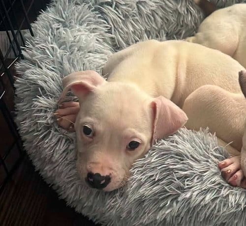 Photo of Cody (GA), adoptable Pit Bull Terrier in New York, New York