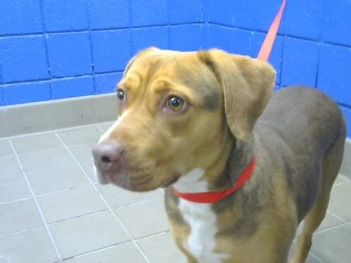 Photo of Pretty Girl, adoptable American Pit Bull Terrier in Albuquerque, New Mexico