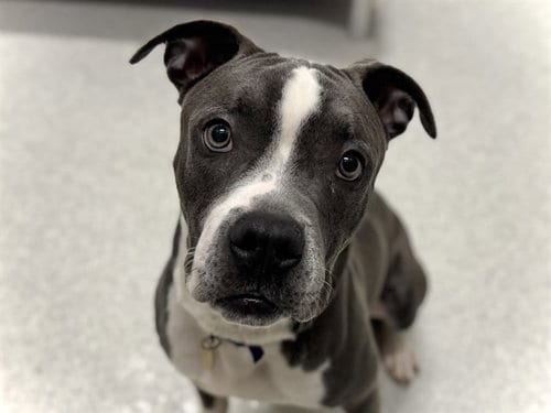 Photo of Kokomo, adoptable Pit Bull Terrier in Denver, Colorado