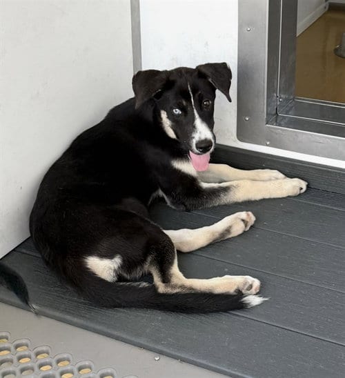 Photo of Nova, adoptable Pit Bull Terrier in San Bernardino, California