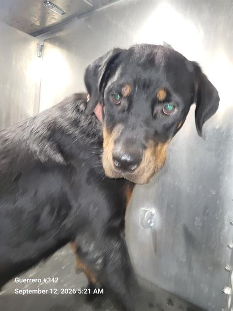 Photo of A825824, adoptable Rottweiler in San Antonio, Texas