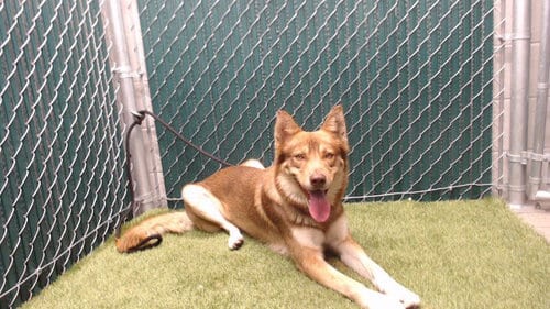 Photo of A5804693, adoptable Siberian Husky in Downey, California