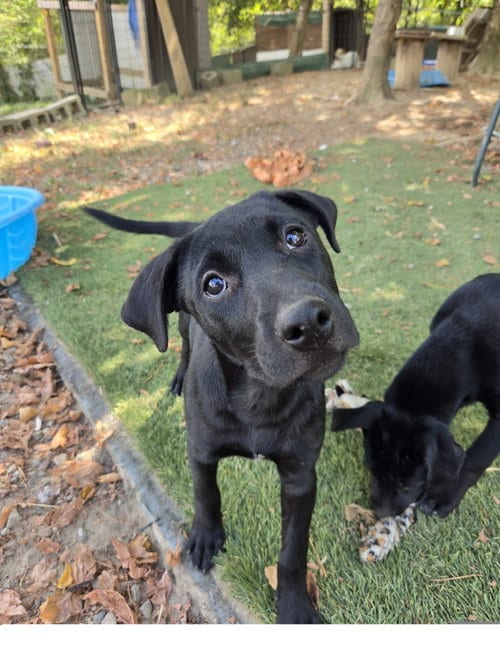 Photo of Shylah, adoptable Staffordshire Bull Terrier in Tracy City, Tennessee